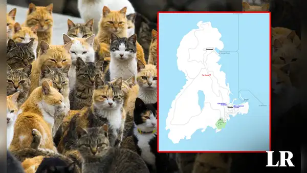 Explora la asombrosa isla de los gatos: un lugar donde hay 36 mininos por habitante