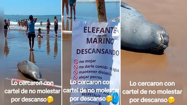 Elefante marino descansa en la orilla del mar y lo cercan para que nadie lo moleste: “Buena idea”