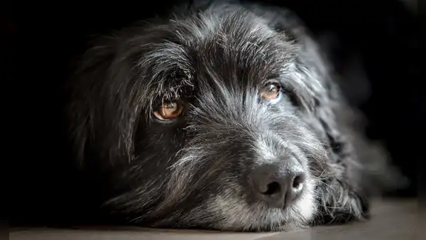 ¿Qué perros tienen mayor esperanza de vida? Estudio revela las razas más longevas
