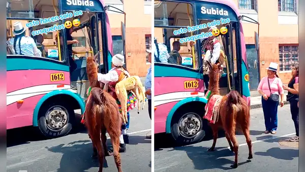 Peruanos sorprendidos al ver que hombre sube su llama a bus público: “El chofer es pet friendly”