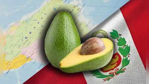 No es de Perú: descubre el país de América Latina en donde se origina la palta