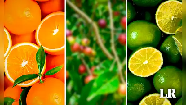 La fruta con mayor vitamina C en el mundo: supera 10 veces a la naranja y 40 veces al limón