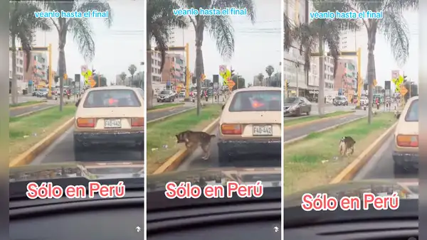 Perrito se baja de auto durante semáforo en rojo para orinar: “Aprovecha el tiempo al máximo”