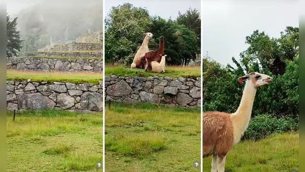 Peruano visita Machu Picchu y ve a 3 auquénidos ‘apareándose’: “Se les prendió la llama del amor”