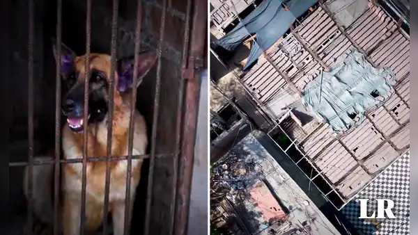 Perros de la brigada canina de la PNP viven en jaulas oxidadas, sin techo y expuestos al calor