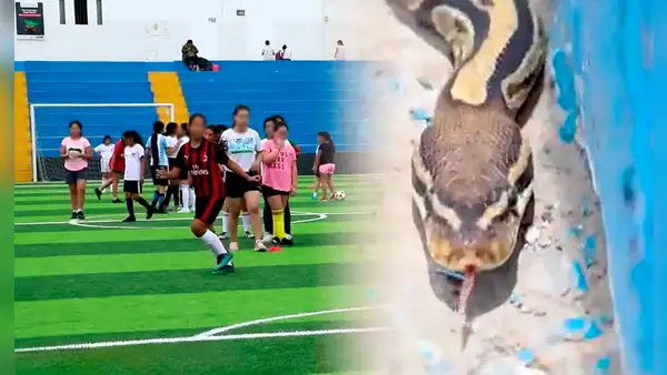 Magdalena: vecinos encuentran enorme serpiente pitón en complejo deportivo Chamochumbi