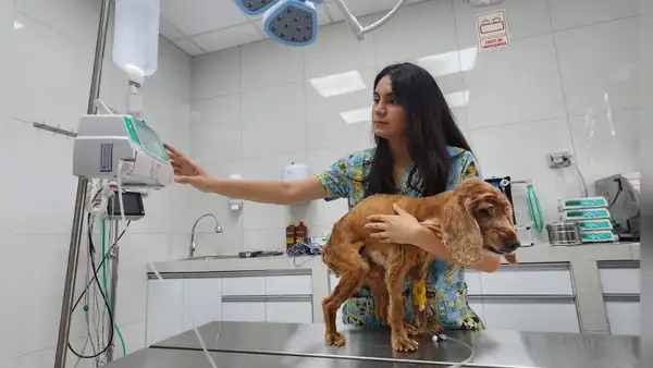 ¿Cómo detectar a tiempo si mi mascota se ha puesto mal por la ola de calor?