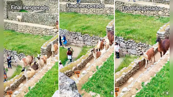 Llamas de Machu Picchu asombran a visitantes al sacar cinta de seguridad para caminar por ciudadela