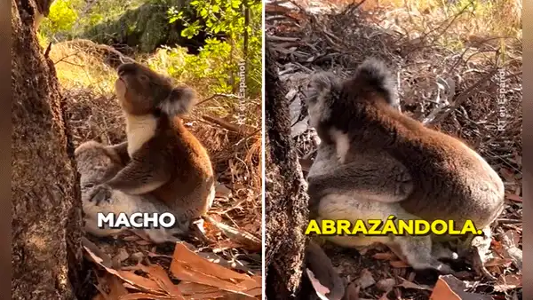 Koala hace llorar a miles en redes al protagonizar dolorosa escena tras la muerte de su compañera