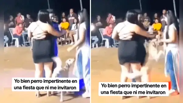 Perrito se hace viral al 'bailar' el vals con invitada en una fiesta: “El mejor chambelán”