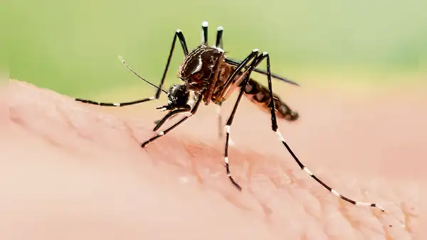 Van 44 muertes por dengue y 8 regiones tienen cifras críticas