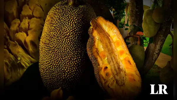 La fruta más grande del mundo crece en Sudamérica: tiene 7 sabores diferentes