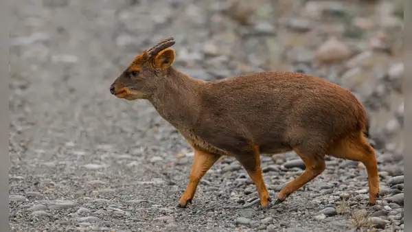 Descubrimiento histórico en Perú: Nueva especie de pudú identificada tras 60 años