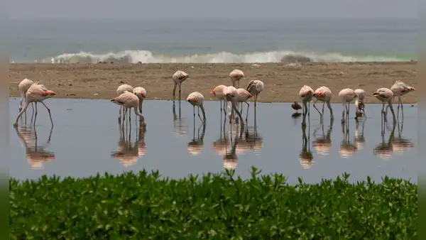Surge en Lima un humedal por aguas tratadas y biólogo afirma: "Un lugar ideal para observar parihuanas”