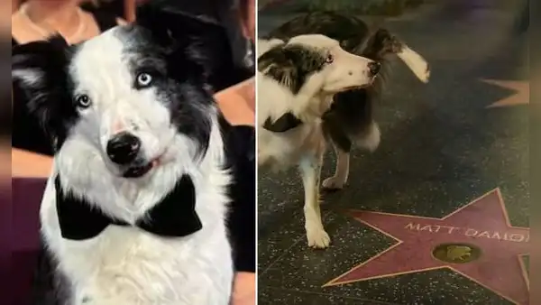Messi, el perro de 'Anatomía de una caída', sorprendió al orinar en la estrella del Paseo de la Fama de Matt Damon