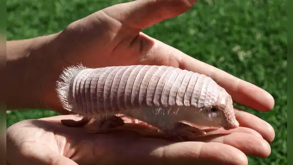 El extraño armadillo hada rosada, el animal de Sudamérica único en el mundo que mide menos de 15 cm