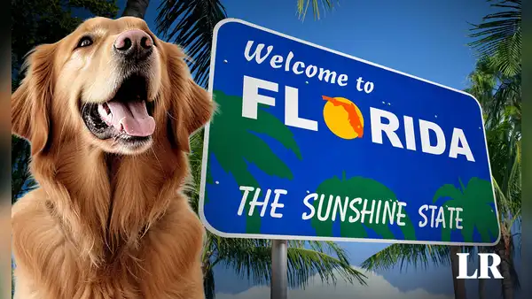 ¿Cuáles son las mejores playas para llevar a tu perro de vacaciones en Miami?