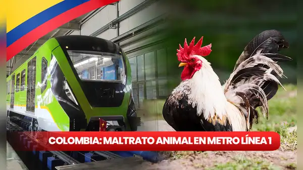 Maltrato animal en Bogotá: despiden a trabajador por quitarle la vida a un ave como parte de un ritual