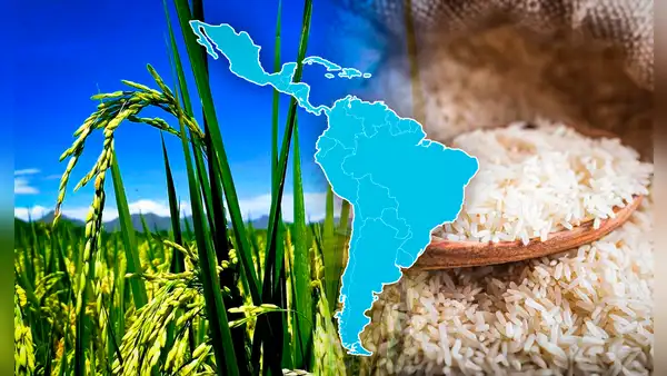 No es Perú ni Argentina: conoce el país que consume más arroz en América Latina