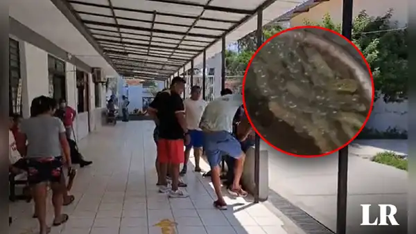 Piura: adulta mayor muere e hijo queda grave tras picadura de enjambre de abejas