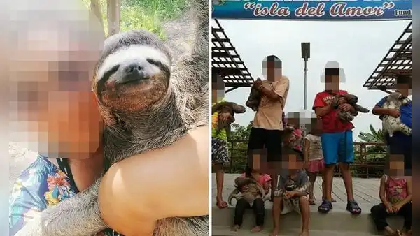 Denuncian maltrato a fauna silvestre en Ucayali: osos perezosos son usados para selfies turísticas