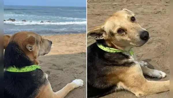 La conmovedora historia real de Vaguito, el perro que espera a su dueño frente al mar de Punta Negra