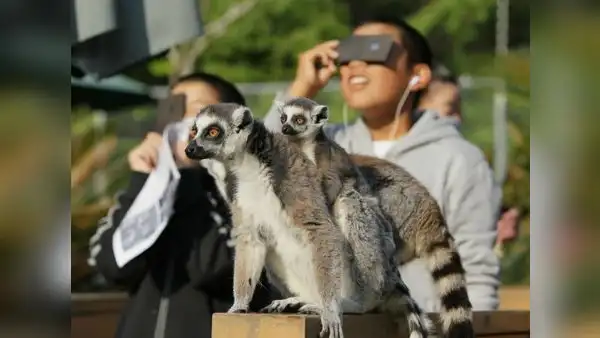 Eclipse Solar 2024: ¿cómo afectará en el comportamiento de animales, abejas y plantas?