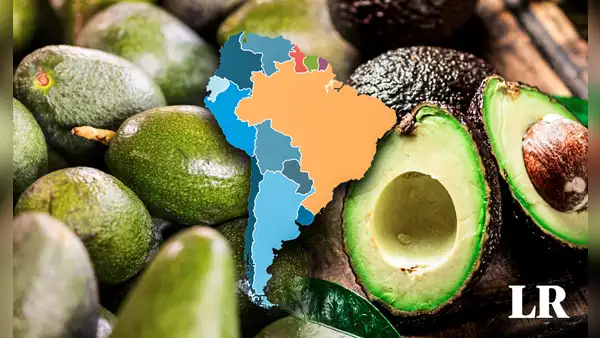 El país que exporta más palta en Sudamérica y está en el top 3 del mundo: no es Chile ni Colombia
