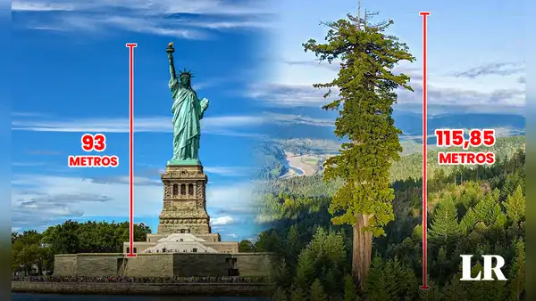 El árbol más grande del mundo está en América: con su altura supera a la Estatua de la Libertad