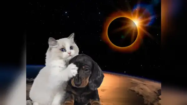 ¿Cómo proteger a tus mascotas durante el eclipse Solar 2024 tras advertencia de la NASA?