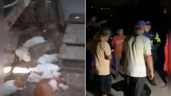 Ate: vecinos piden ayuda para atrapar a desconocido animal que ataca a sus mascotas
