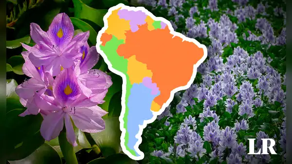 Sudamérica, el lugar de origen de la planta invasora más dominante del mundo: es de las 100 más peligrosas