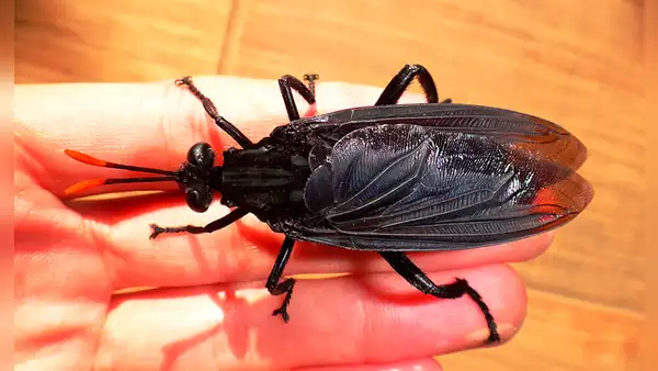 La mosca más grande del mundo mide 7 centímetros y está en tres países de Sudamérica