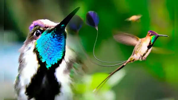 El colibrí más hermoso del mundo proviene de Sudamérica: sus plumas cambian de color con la luz