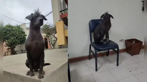 UNI: mujer atropella y mata a Dante, perrito que vivía dentro de la universidad