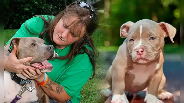 La ciudad de Estados Unidos que busca eliminar prohibición de pitbulls: “No todas las razas son agresivas”