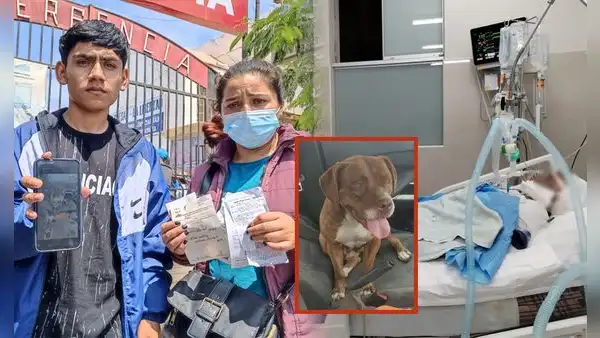 Trujillo: padre de familia queda en coma luego de ser atacado por perros pitbull