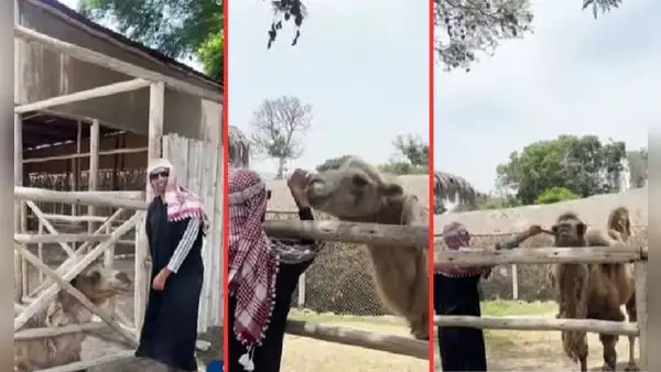 Parque de las Leyendas: hombre se viste de árabe y cruza vallas de seguridad para molestar a camellos