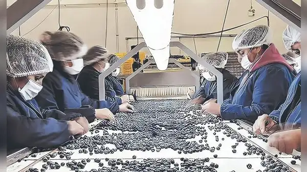 Gobierno volverá a darle privilegios tributarios a las agroexportadoras