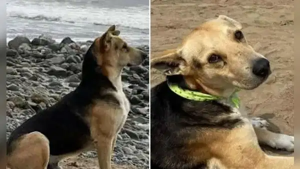'Vaguito': ¿qué pasó con el 'Hachiko peruano' en la vida real y con quién está ahora?