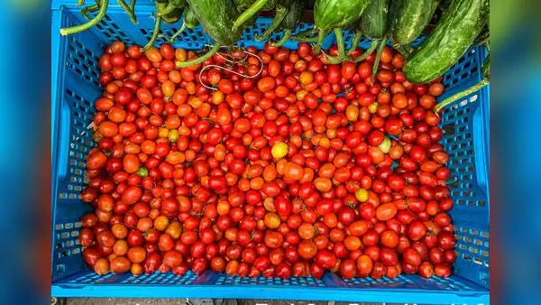 ¿El tomate es una fruta o verdura? Así respondieron a la pregunta en un juicio en Estados Unidos