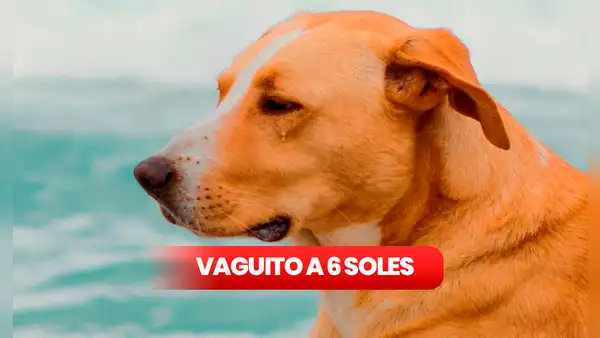 ‘Vaguito’ a solo 6 soles: ¿cómo y dónde se pudo acceder a la promoción por la Fiesta del Cine?