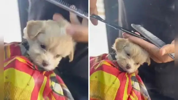 Peruana lleva a su perrito a barbería para su corte de pelo y enternece en redes: “Todo un caballerito”
