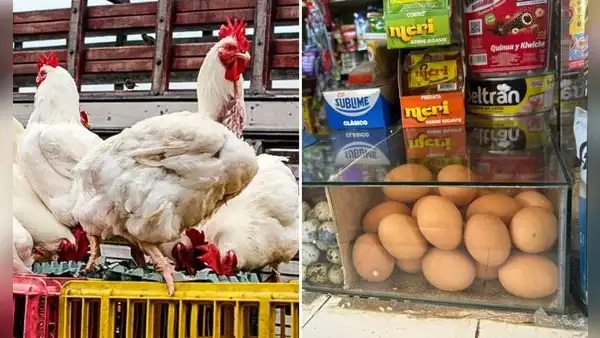 Precio del pollo baja, pero aumenta el costo del huevo: ¿cuánto está el kilo?