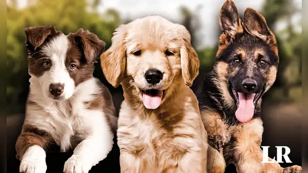Esta es la raza de perro más inteligente del mundo en 2024, según un nuevo estudio