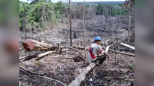 El 90% de las actividades económicas en la Amazonía son ilegales