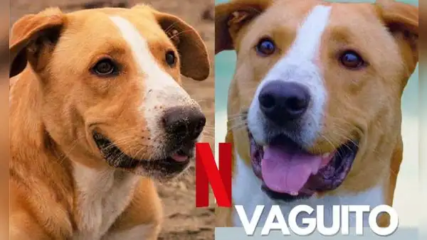 ¿'Vaguito' en Netflix? Película peruana conquistó a importante plataforma de streaming