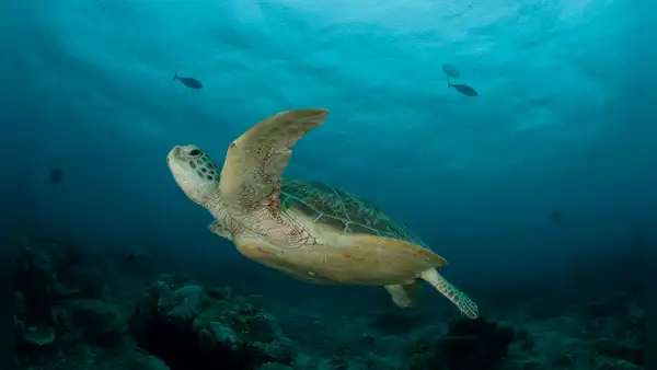 Estudio revela una ayuda nunca antes vista entre tortugas verdes y peces en el mar de Perú