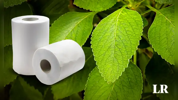 La planta usada como alternativa al papel higiénico en Estados Unidos y África: "Suaves y huelen a menta"