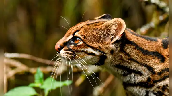 Descubren nueva especie de tigrillo silvestre que habita en las montañas nubosas de América Latina